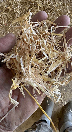 Premium barley straw - straw, pet