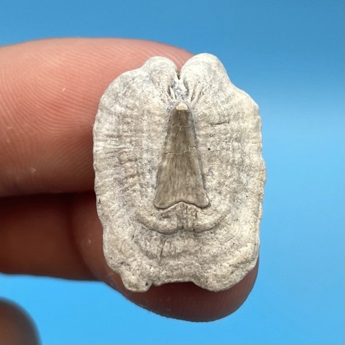 Stingray dermal scute - stingray,