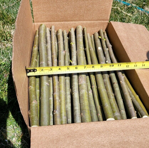 Huge austree hybrid willow - 25,