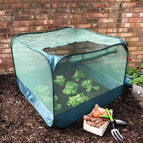 Garden plant pop - garden,