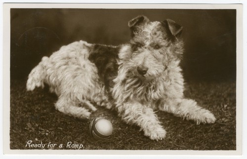 Wire haired fox terrier - wire,