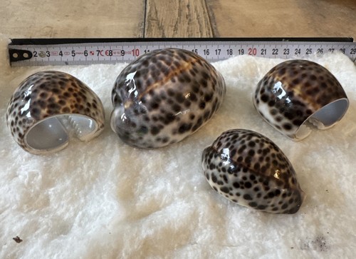 Natural seashell cypraeaidae - :,