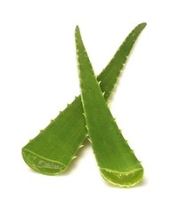 Organic freshly cut aloe - cut,