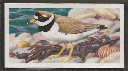 Brooke bond bird - brooke,