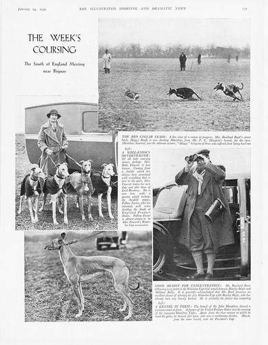 Coursing greyhounds meeting - in,