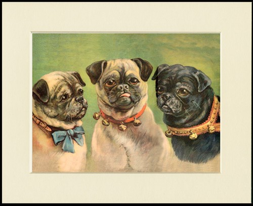 Pug dog art print mounted - pug,