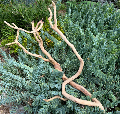 Large driftwood manzanita - large,