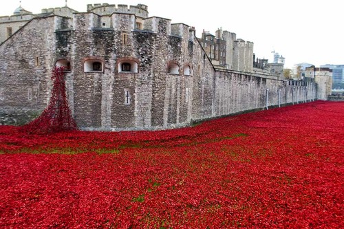 Tower london poppy poppies - london,
