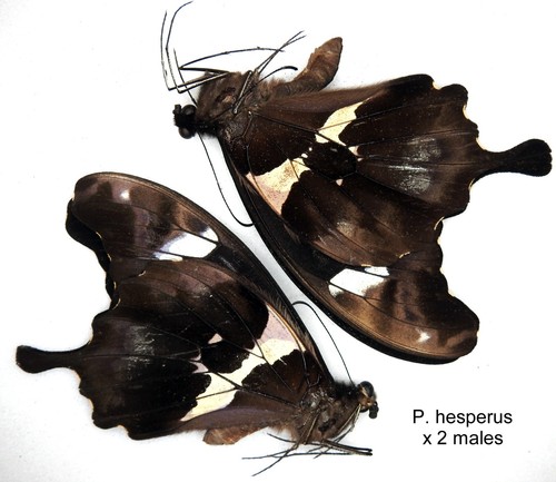 Butterfly papilionidae 2 x - papilionidae,