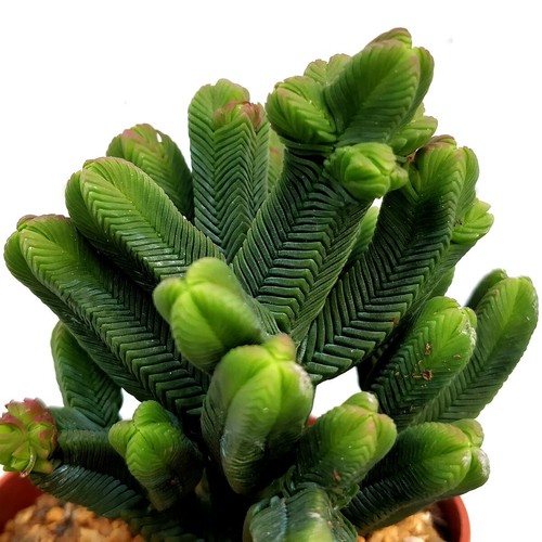 Crassula pyramidalis pagoda - crassula, 'pagoda