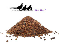 Red dari wild bird seed - red, dove