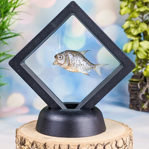 Baby piranha fish floating - baby,