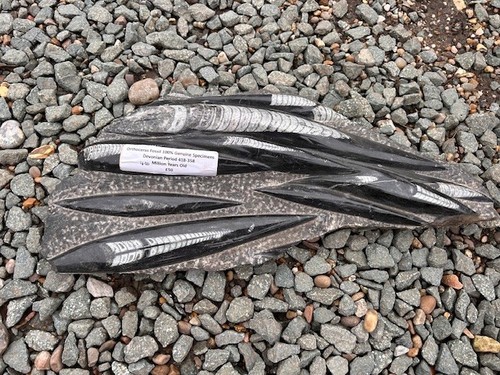 Orthoceras fossil 400 - fossil,