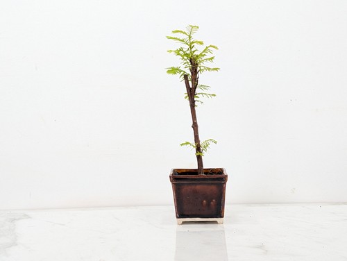 Dawn redwood starter - dawn,