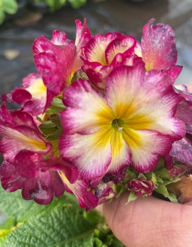 Polyanthus showstopper - polyanthus,,