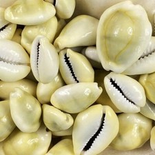 Natural beach shells seashells - natural,