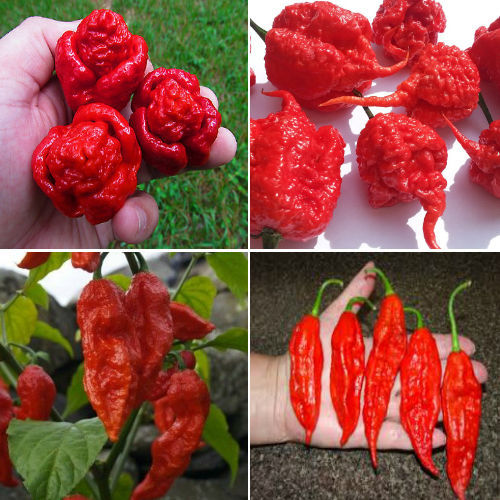 Carolina reaper trinidad - carolina,