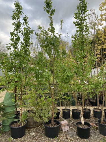 Betula ermanii silver birch - betula,