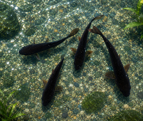 Black koi live - black,