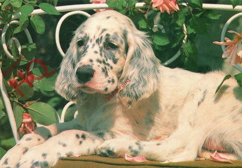 Picture postcard dog english - picture, postcard-:dog,