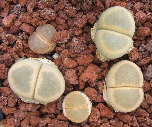 Seeds lithops dinteri - 10,