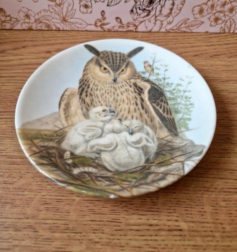 Eagle owl chicks - owl, decorative