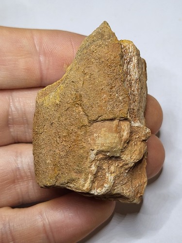 Carcharadontasaurus african - carcharadontasaurus, (african