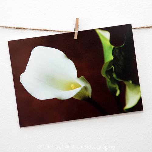 White arum lily greetings - white,