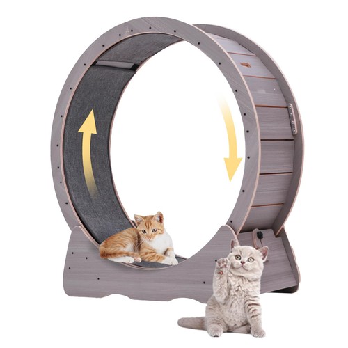 Large cat exercise - large,