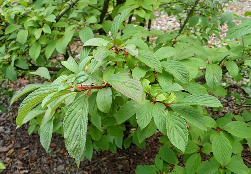 Viburnum farreri deciduous - farreri,