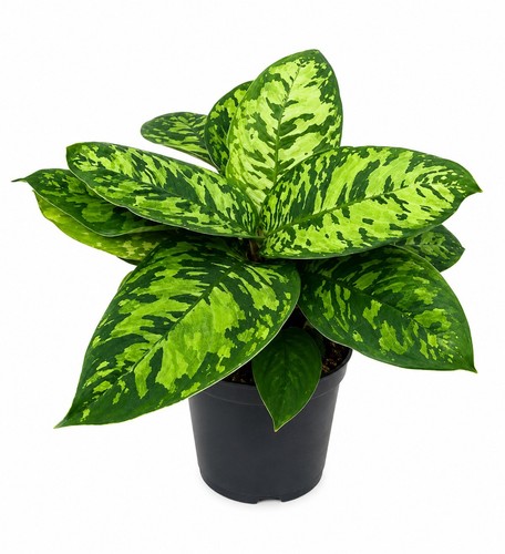 Homalomena camouflage 12cm - homalomena,