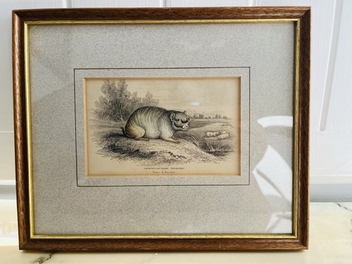 Rare lizars engraving print - engraving,