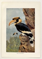 PIED HORNBILL -  1916 Antique
