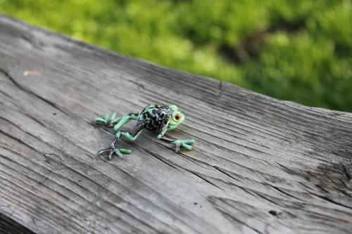 Callidryas tree frog blown - callidryas,