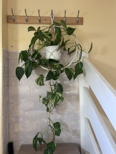 Variegated golden pothos - golden,