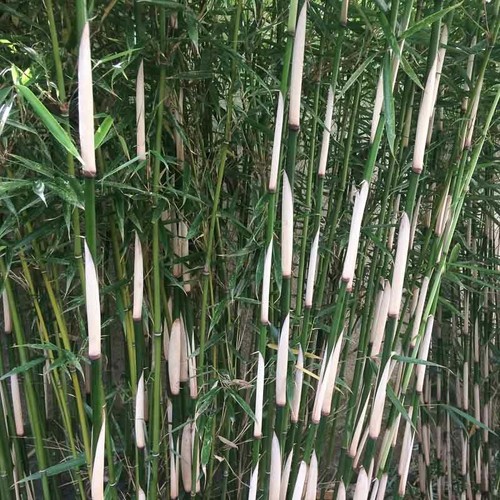 Fargesia robusta campbell - fargesia,