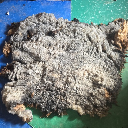 Raw unwashed rare sheep fleece - raw,