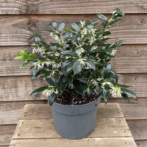 Sarcococca confusa pot - sarcococca, 2l