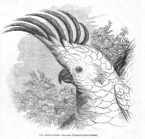 The amber crested cockatoo - amber,