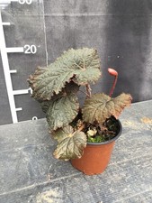 Begonia U485