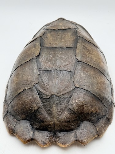 Genuine large snapping - genuine, turtle