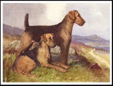 AIREDALE TERRIER DOGS DOG ART