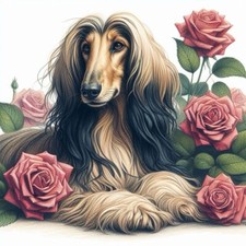 Afghan hound ,Greyhound 