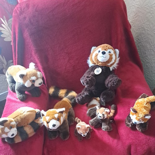 Set different red pandas - of,