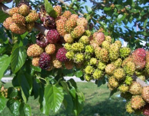 Black mulberry morus - mulberry/morus, nigra