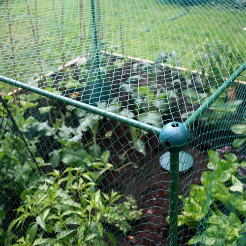 875m high fruit - high,