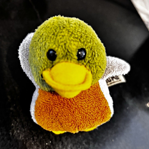 Living nature mallard duck - mallard,