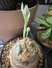 Rare Cyphostemma seitzianum WYSIWYG SeedingGrowth Garden Décor