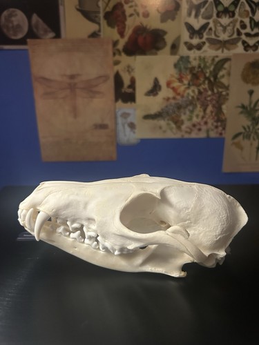 Taxidermy perfect fox skull - taxidermy,