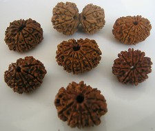 Nepalese Rudraksha Rudraksh  8,9,10,11,12,13,14,15 Mukhi Gauri Shankar Collector